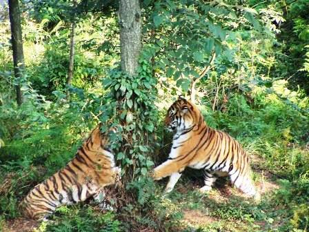 貴陽森林野生動物園