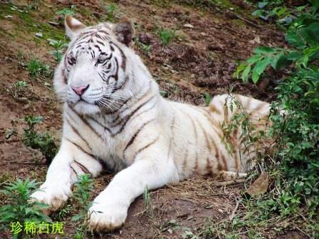 貴陽森林野生動物園