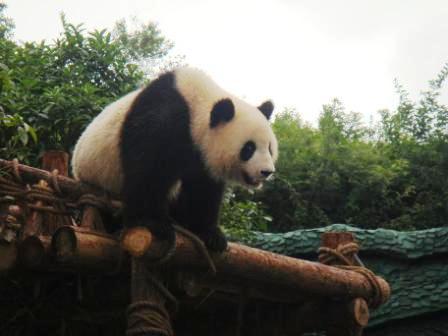 貴陽森林野生動物園