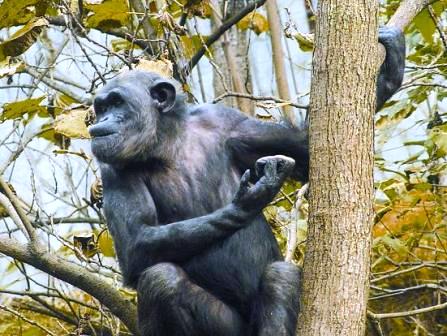 貴陽森林野生動物園
