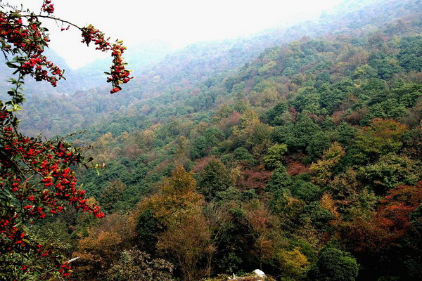 普定楓林火焰山原始植物保護區